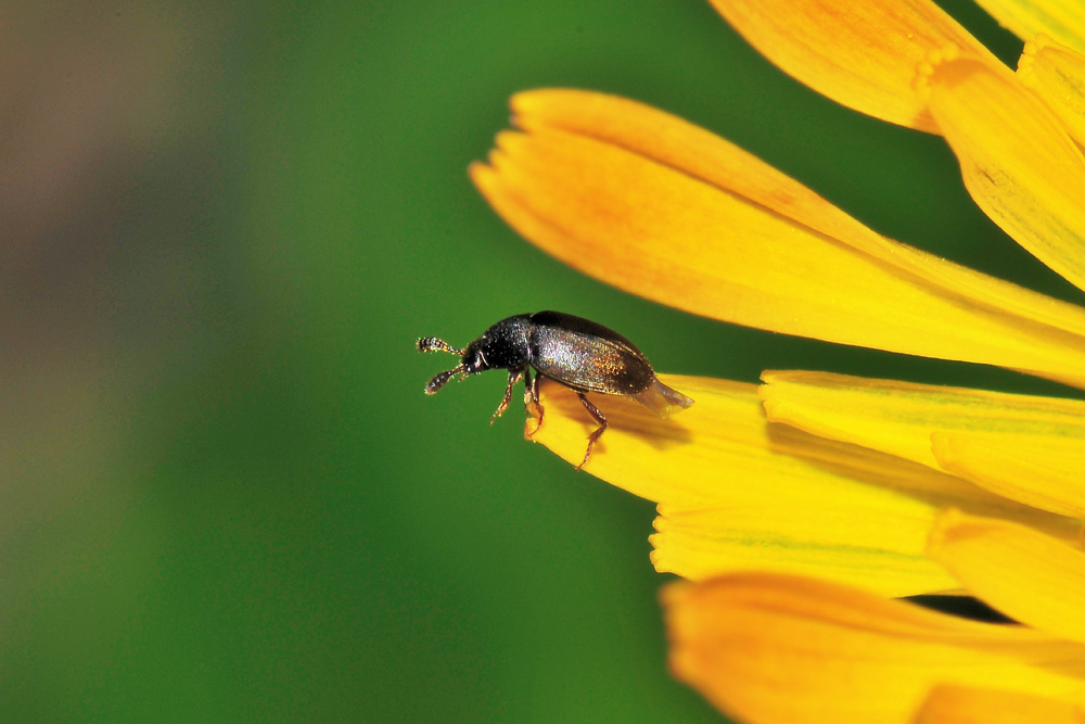 Leiodidae: Colon sp.